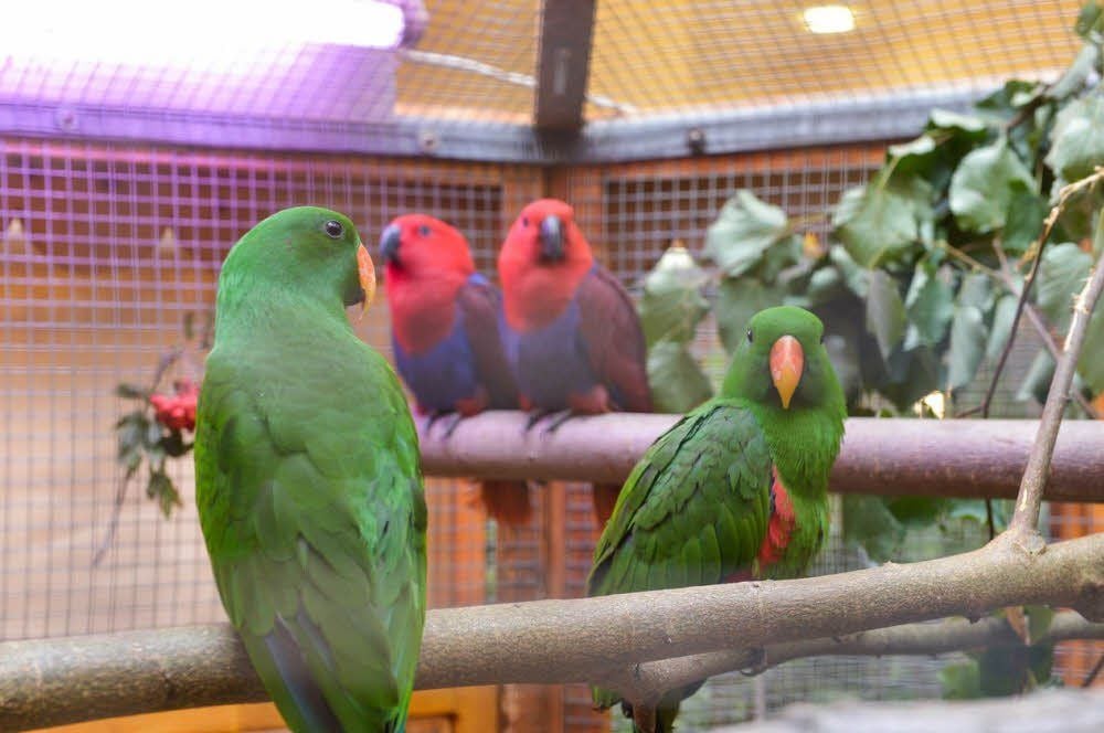 Im Laufe der Zeit hat sich die Vielfalt der Tiere stark erweitert. Am Wochenende wurden sie im Akener Schützenhaus präsentiert.