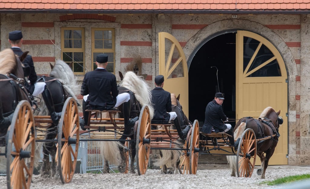 Schwarzwälder Kaltblutpferde ziehen bei der Hengstparade im Haupt- und Landgestüt Traberwagen.