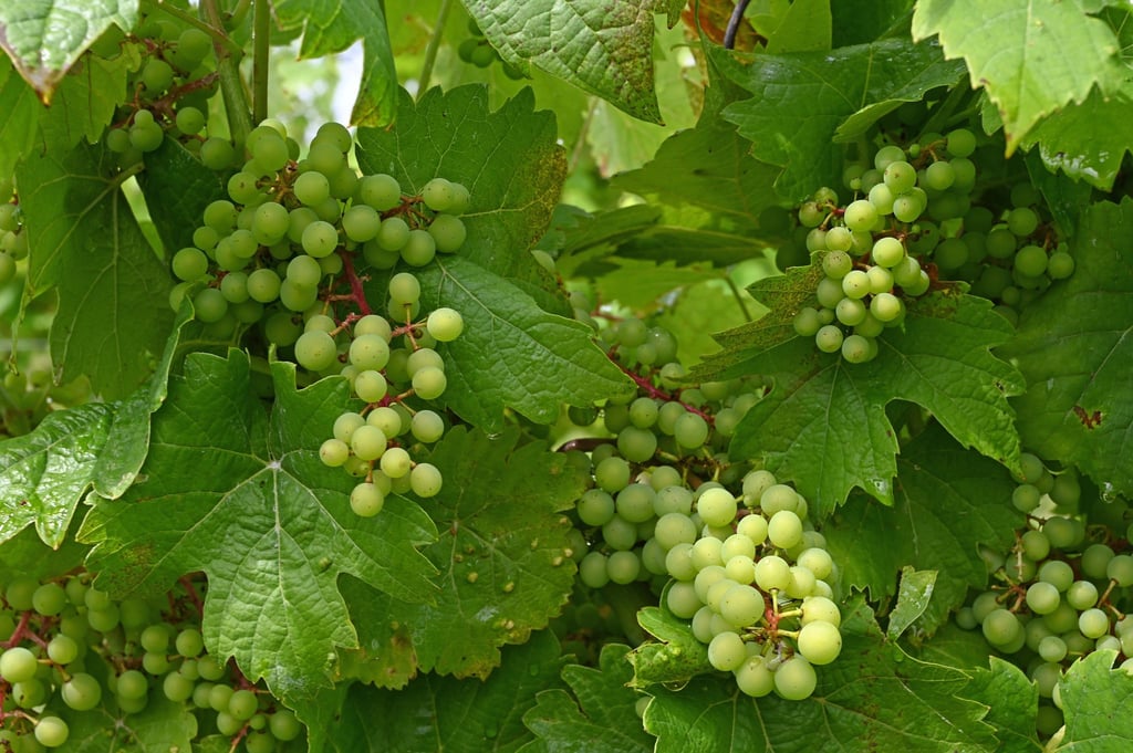 In einem Weinberg des Instituts für Rebenzüchtung wachsen Trauben der dort gekreuzten Rebsorte Gf.2004-043-0010. Dies ist pilzwiderstandsfähige Rebsorte.