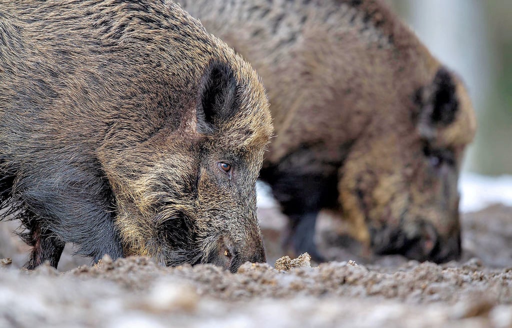 Wildschweine auf Futtersuche.