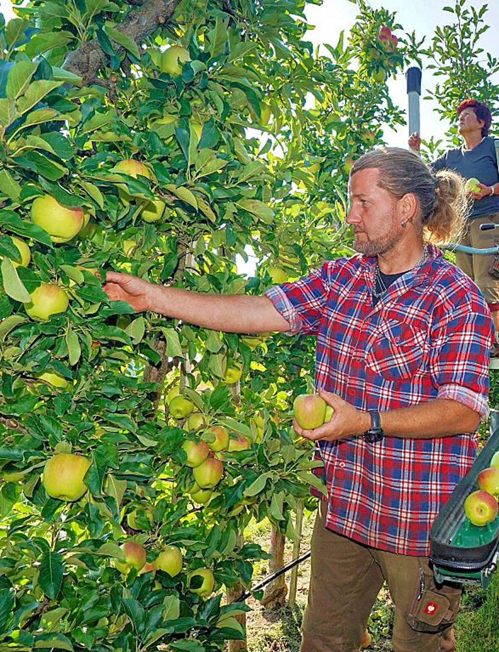 Erntehelfer Mirko Krebs und Thea Luniak pflücken Äpfel in der Plantage vom Obsthof Müller.