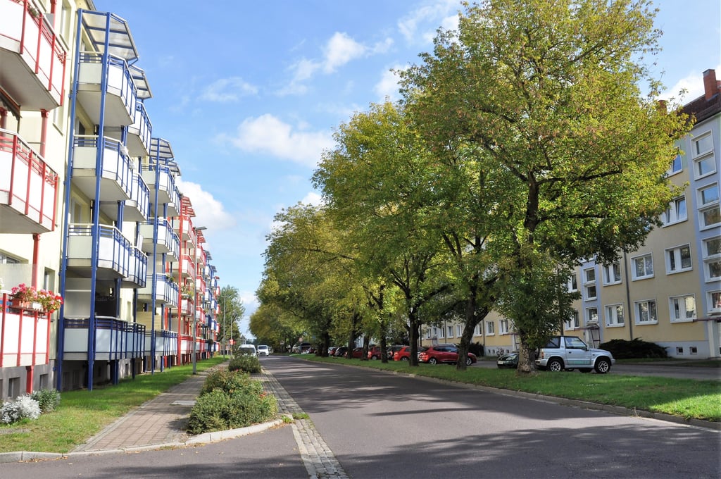 Alle Alleebäume in der Gröblerstraße werden gefällt. Danach folgen Neuanpflanzungen.