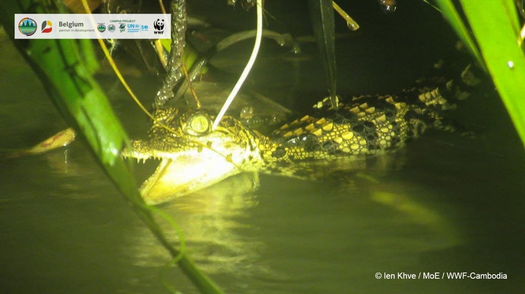 Ein Jungtier des Siam-Krokodils. In der Wildnis Kambodschas haben Forscher acht Jungtiere des vom Aussterben bedrohten Crocodylus siamensis entdeckt.