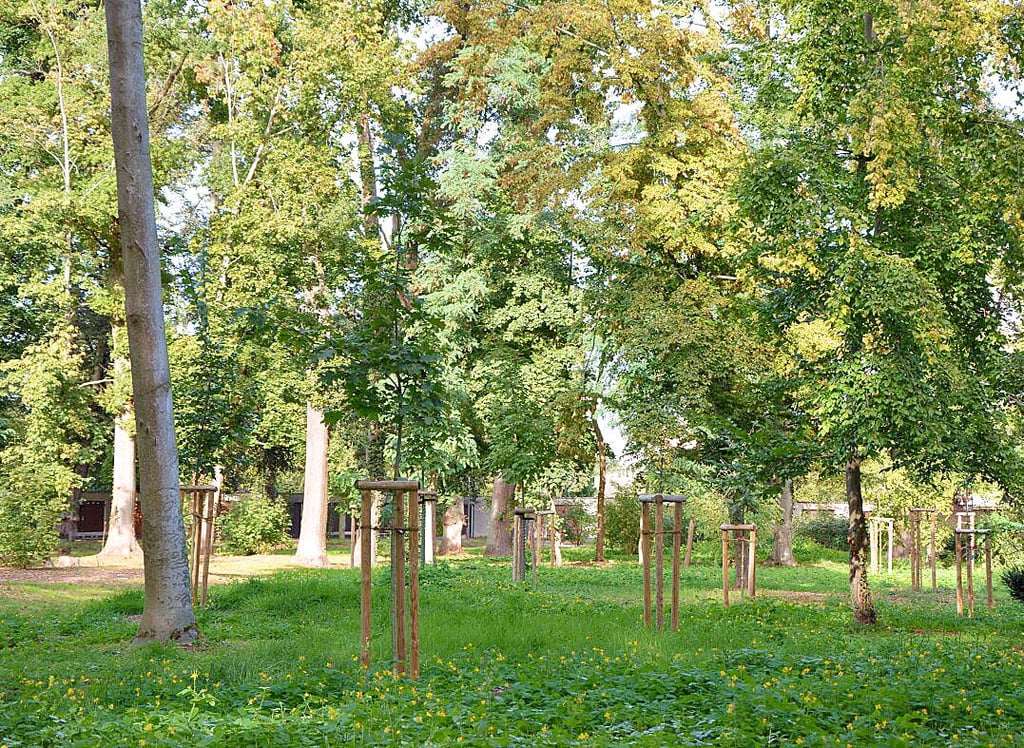 Ganz so licht wird es hinterher im Schillerhain nicht werden. Aber im Norden des Parkes ist zu sehen, wie die jungen Bäume gedeihen, die nach den Herbststürmen 2017 gepflanzt wurden.