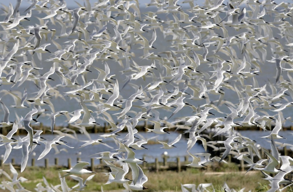 Die stark bedrohte Brandseeschwalbe ist Titelvogel der Zugvogeltage im Wattenmeer, die am 9. Oktober beginnen.