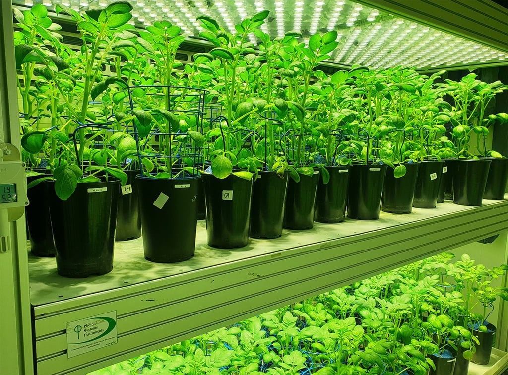 Kartoffelpflanzen werden in einem automatisierten High-Tech-Gewächshaus in Tschechien unter kontrollierten Wachstumsbedingen angebaut.