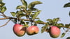 Die Apfelernte in Sachsen-Anhalt wird dieses Jahr wohl ertragreicher als 2020 ausfallen.