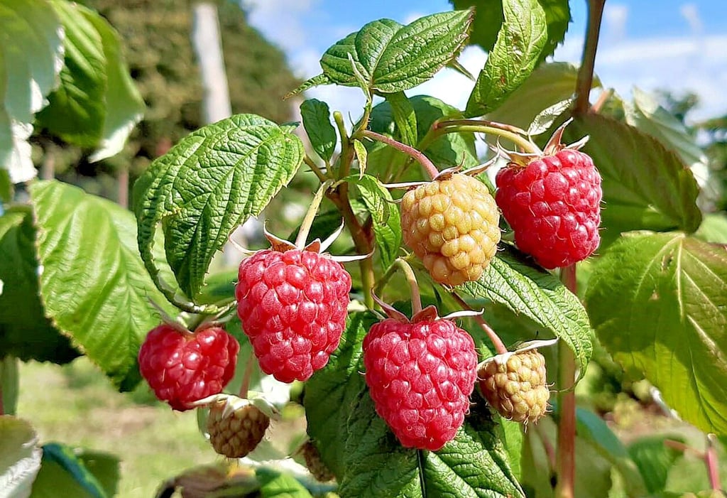 Auf dem Selbstpflückfeld nahe des Pendlerparkplatzes an der A38-Anschlussstelle Querfurt reifen auch Herbsthimbeeren.