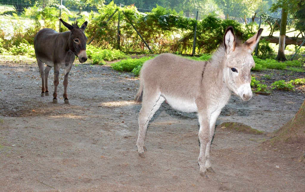 Winnie heißt der kleine Hengst im Klötzer Tiergehege. Den Namen schlug die Kita Jahrstedt bei einer Aktion vor. Mama Wenke (hinten) hat den Sprössling im Blick.