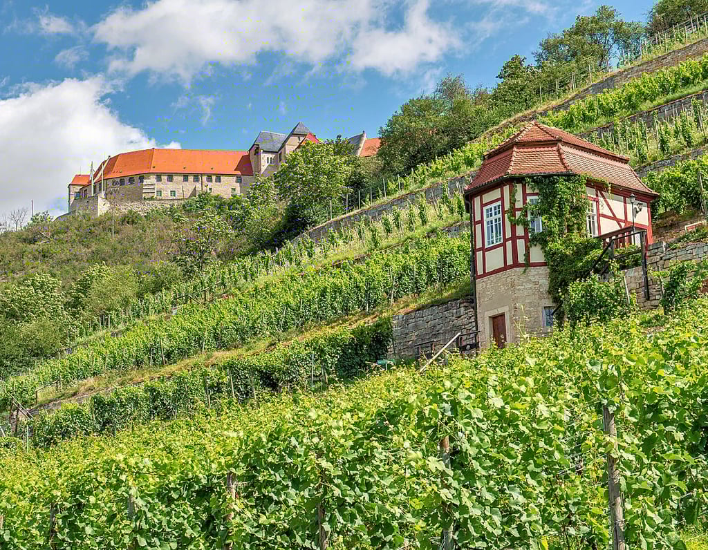 Im Herzoglichen Weinberg in Freyburg veranstalten der Weinbauverband und die Winzervereinigung ein ?kleines? Winzerfest.