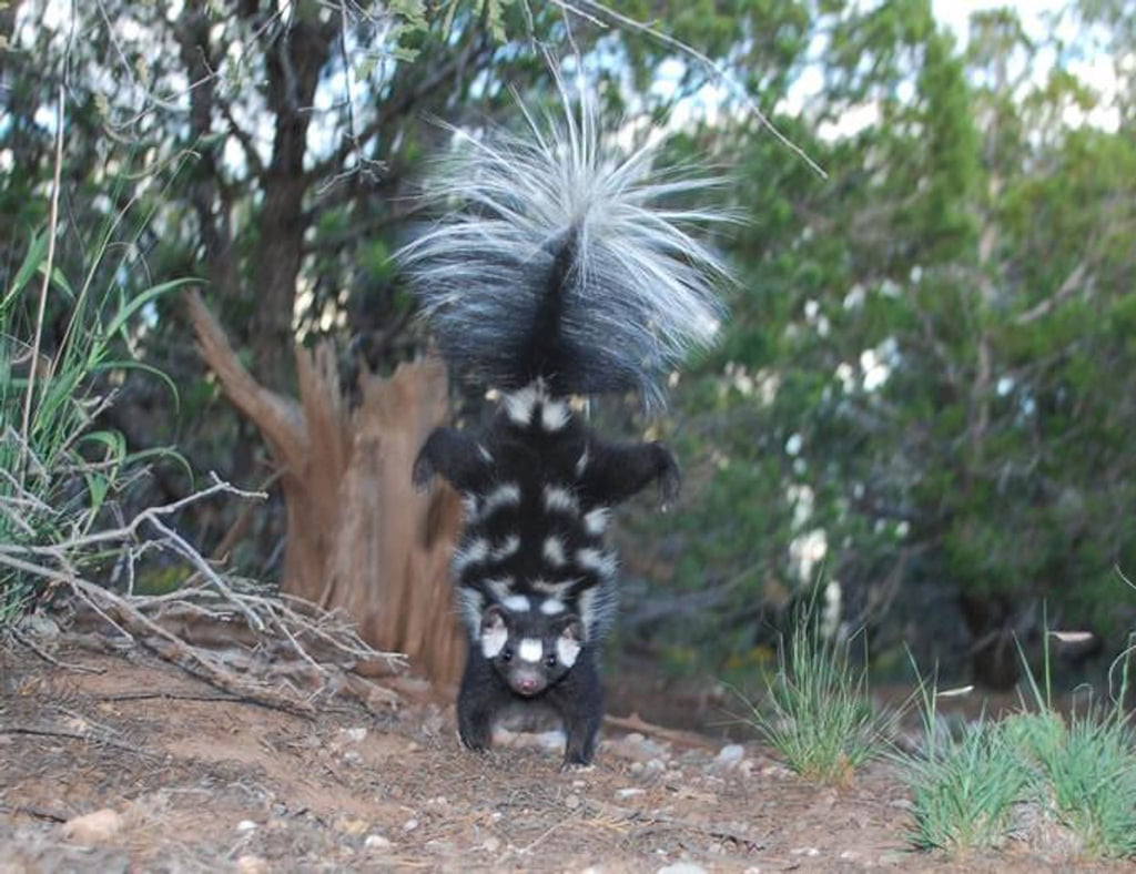 Ein Fleckenskunk steht auf seinen Vorderbeinen (bestmögliche Bildqualität). Bei Gefahr versuchen die Tiere, dem Angreifer mit einem Handstand zu imponieren - das lässt sie größer wirken.