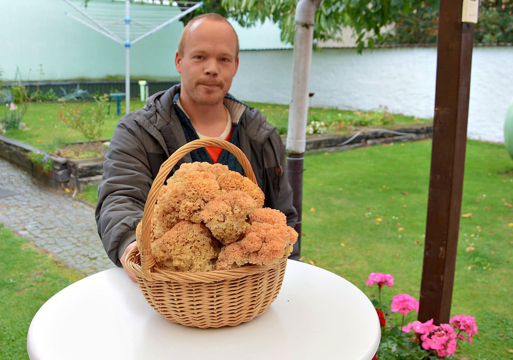 Der Klötzer Christian Gebühr ist ein eifriger Pilzsammler. In diesem Jahr hat er bereits mehrere Kilogramm ?Fette Hennen? in den Wäldern der Region gefunden.