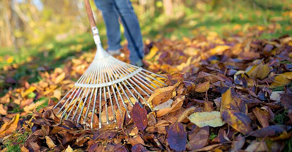 Im Herbst werden die Laubberge der städtischen Bäume für einige Oebisfelder wieder zum Problem.