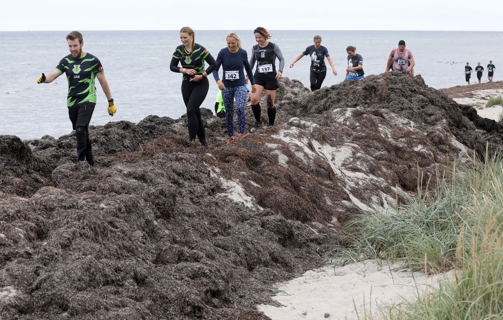Beim Geländelauf „Mudder Island“ auf der Ostseeinsel Poel müssen Teilnehmer einen großen Haufen Tang überqueren.