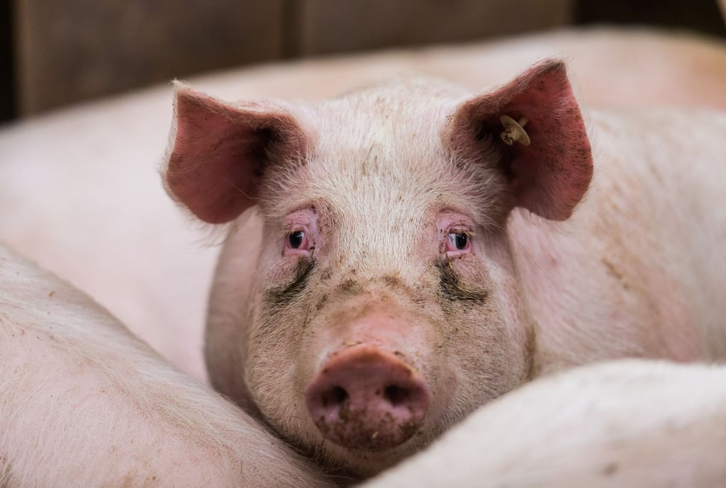 Afrikanische Schweinepest und die Folgen der Gastro-Schließungen in der Corona-Zeit machen es den Bauern schwer.
