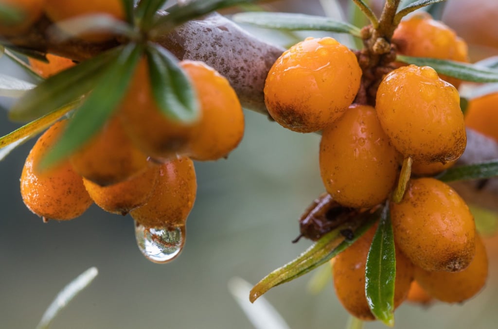 Sanddornbeeren hängen auf einer der Plantagen an einem Busch.