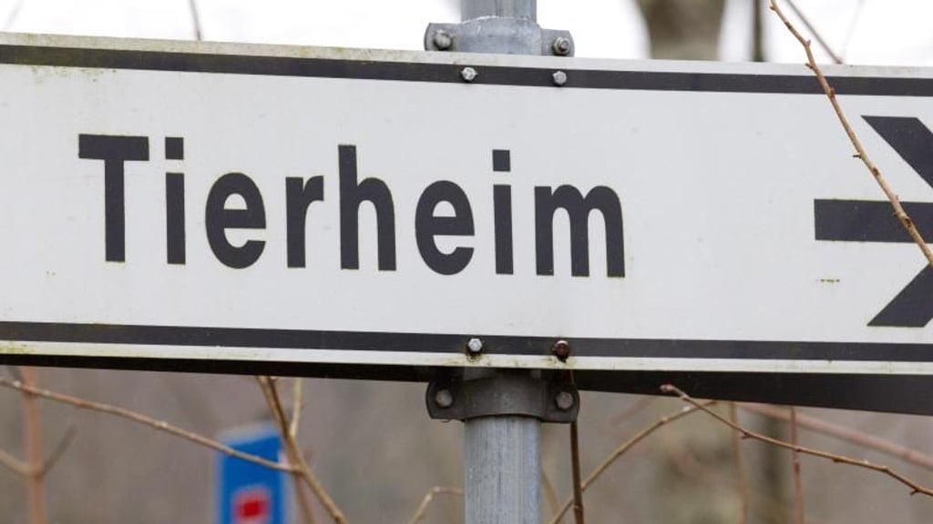 In den tierheimen warten viele Vierbeiner auf ein neues Zuhause. Foto: Friso Gentsch/dpa/Archivbild