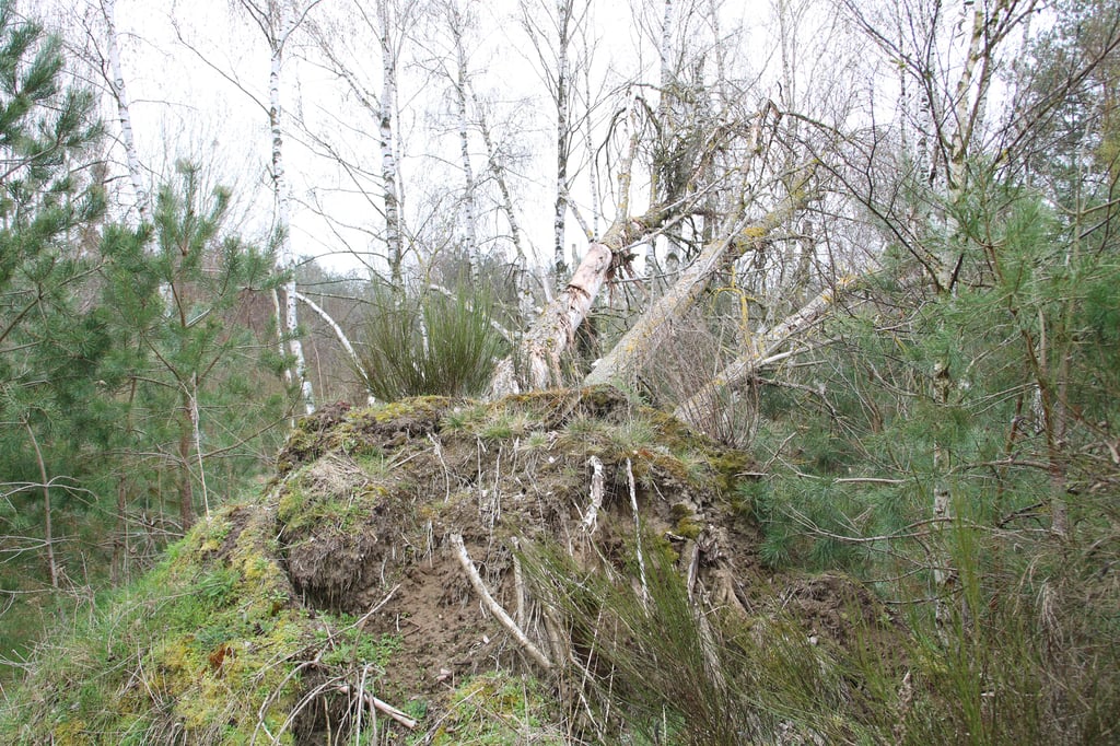 Auf den ehemaligen Schießplatz Körbelitz, heute Naturerbefläche, ist zu einer Exkursion eingeladen.