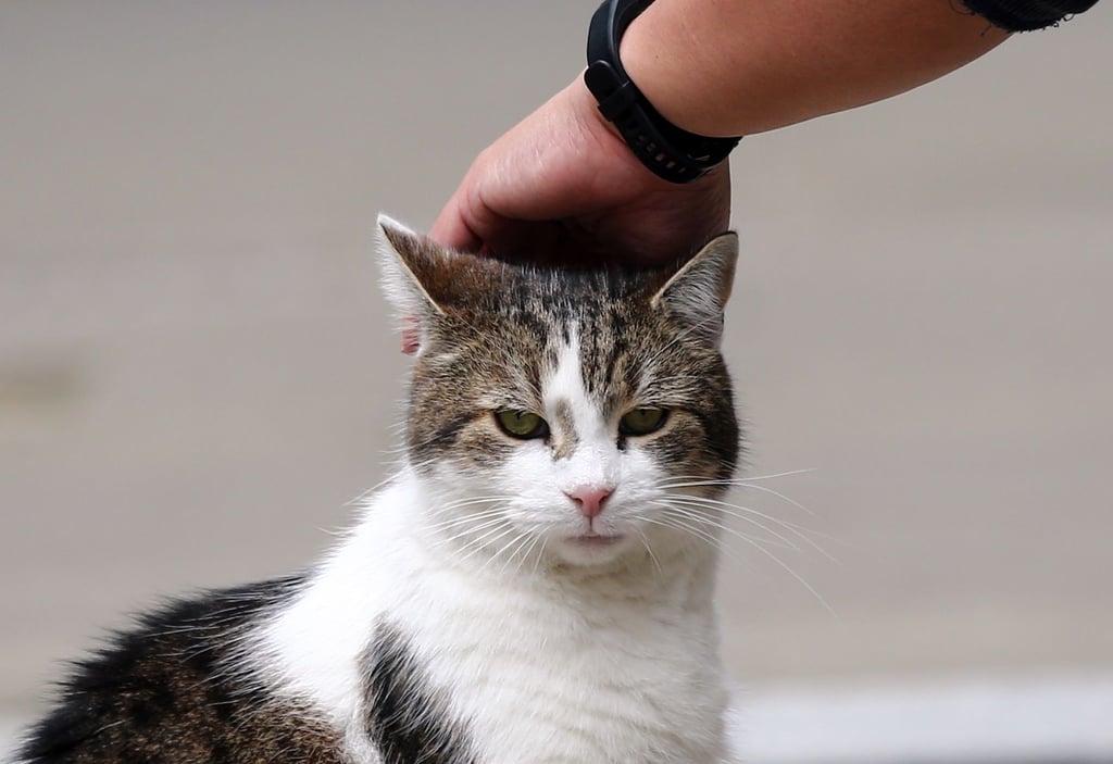 In Riestedt musste eine schwer verletzte Katze von ihren Leiden befreit werden. (Symbolfoto)