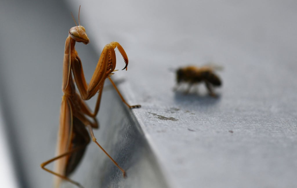 Eine Europäische Gottesanbeterin (Mantis religiosa) sitzt auf einem Bienenstock.