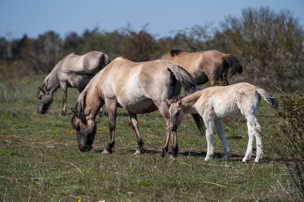 Seit 2009 sind auf dem Rödel nahe Freyburg Wildpferde angesiedelt. Die Naturstiftung David beklagt, das Wanderer die Tiere falsch behandeln.