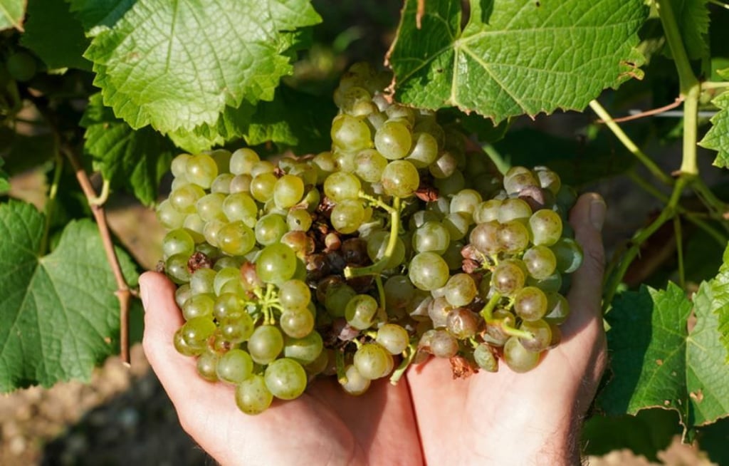 Die Winzervereinigung Freyburg (Unstrut) begann am gleichen Tag mit der Lese der Trauben für den Federweißen.