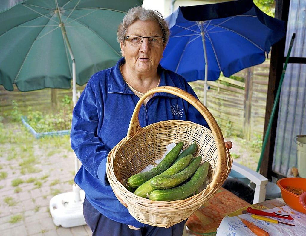 Karin Dietze mit der Gurkenernte: ?Von sechs Pflanzen konnte wir 175 Gurken pflücken.?
