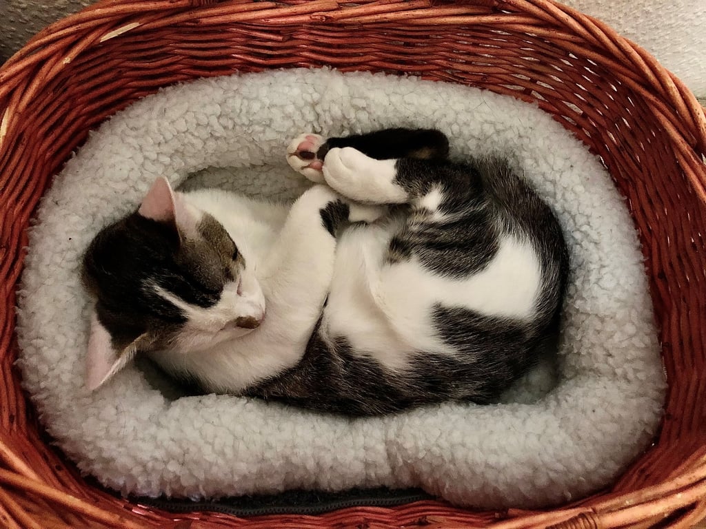 Eine vermeintliche Streunerkatze mal schnell einpacken und mitnehmen - damit kann man voll danebenliegen. Oft handelt es sich um Freigänger, die dann von ihren Familien vermisst werden.
