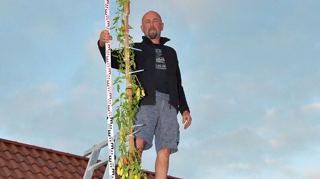 Die Messlatte zeigt die Höhe ganz genau an: Viereinhalb Meter kletterte diese Tomatenpflanze von Andreas Mai in den Himmel.