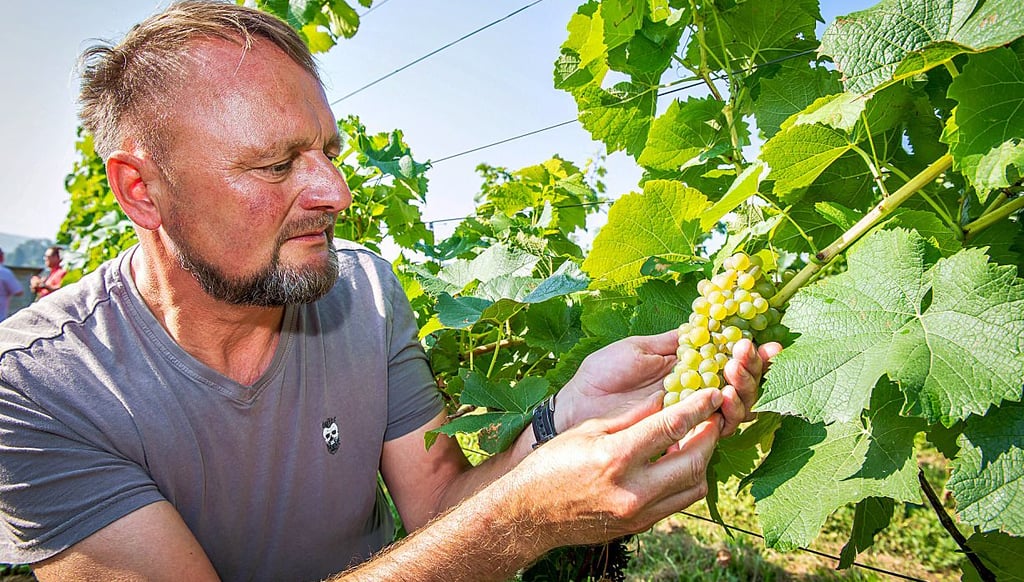 Michael Erfurt von der Agrargenossenschaft Gleina begutachtet das Lesegut.