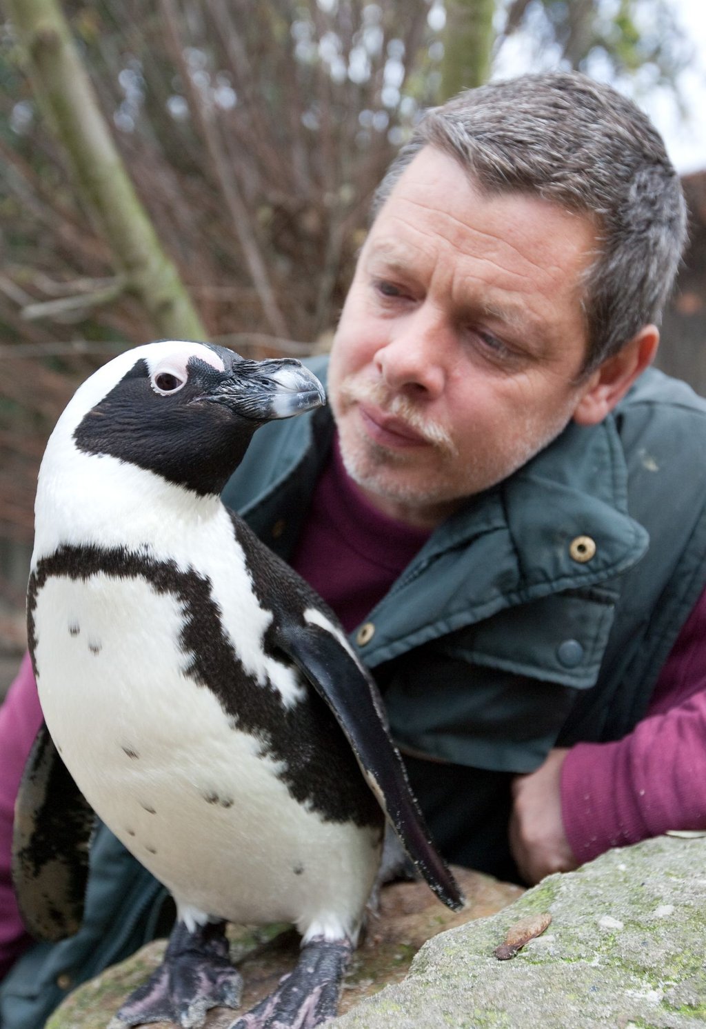 Tierpfleger Peter Vollbracht betrachtet im Münsteraner Allwetterzoo das Brillenpinguin-Weibchen Sandy. Der bei den Zoo-Besuchern beliebte und aus dem Fernsehen bekannte Pinguin ist im Alter von 25 Jahren gestorben.