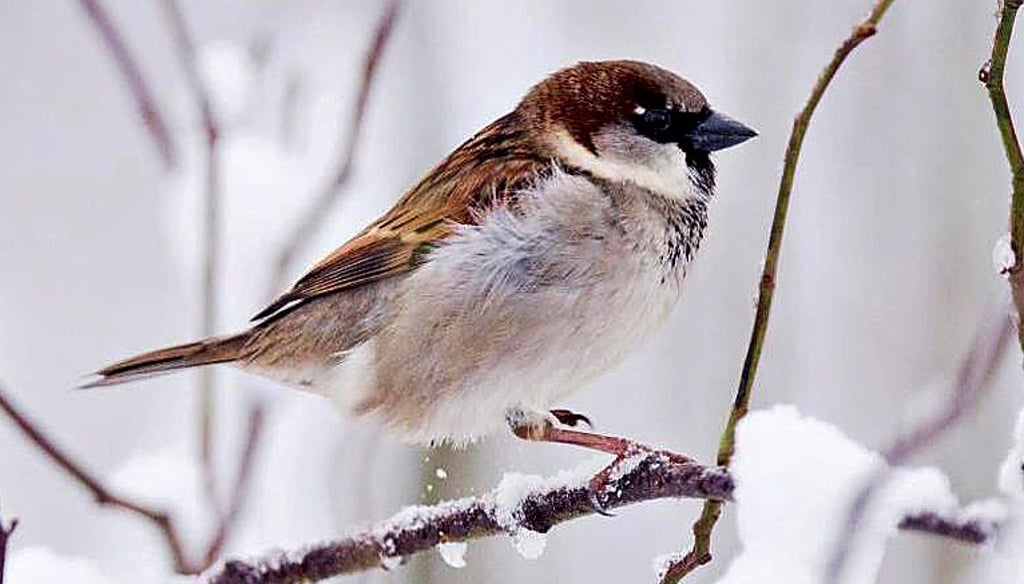 Ein Haussperling im Winter