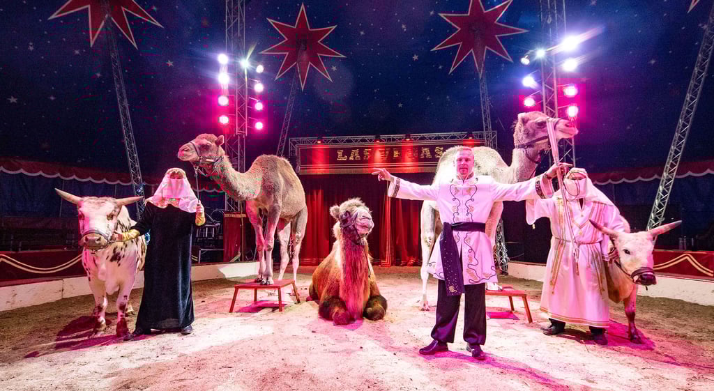 Menschen, Tiere, Sensationen - im Weihnachtszirkus Altoff Köllner ist das noch bis zum 6. Januar in Dessau Programm.