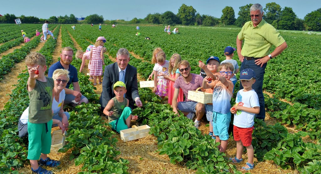 Ortsbürgermeister Manfred Behrens mit Mädchen und Jungen der Kita im Erdbeerfeld in Ebendorf ...