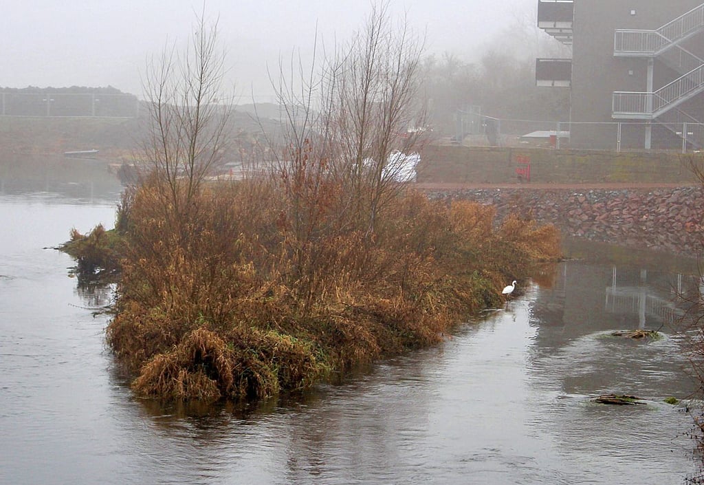 Die Insel in der Bode ist ein Beispiel, wie sich die Natur auch den Fluss zurückerobert, wenn der Mensch nicht eingreift.
