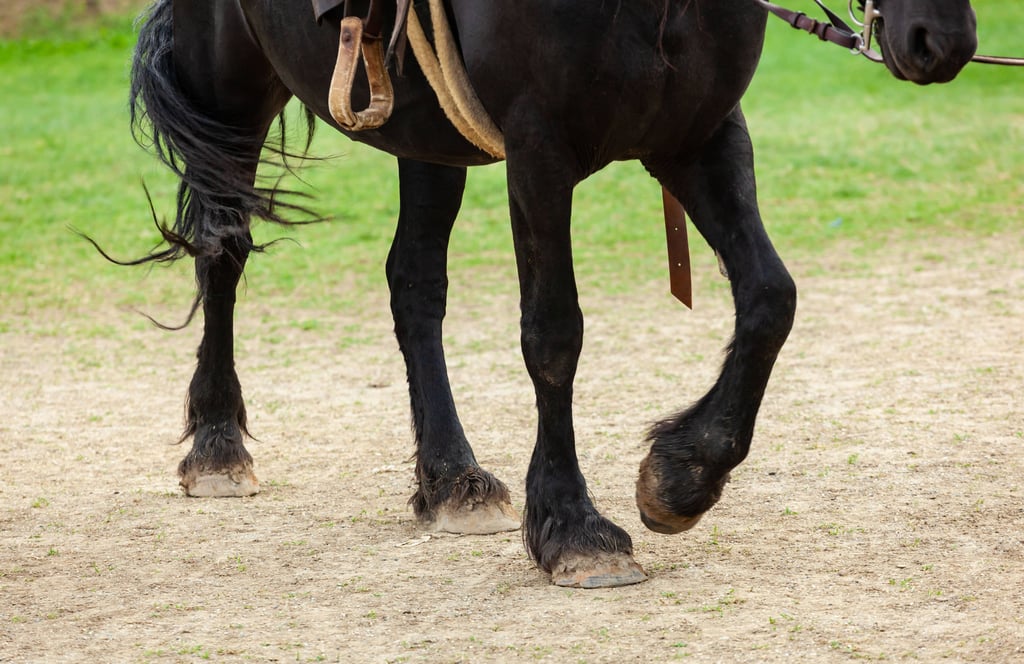 Ein Pferd (Symbolbild)