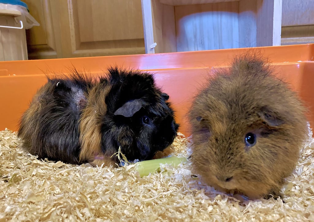 meerschweinchen