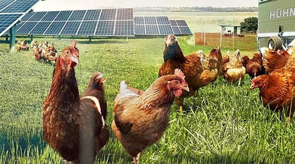 In dem geplanten Solarpark am Geiseltalsee sollen Bio-Hühner gehalten werden.