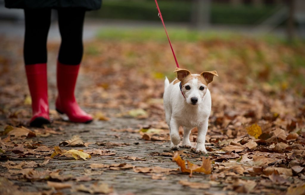 Bei den herbstlichen Gassirunden sollte man mit dem Hund einen großen Bogen um Walnussbäume machen.