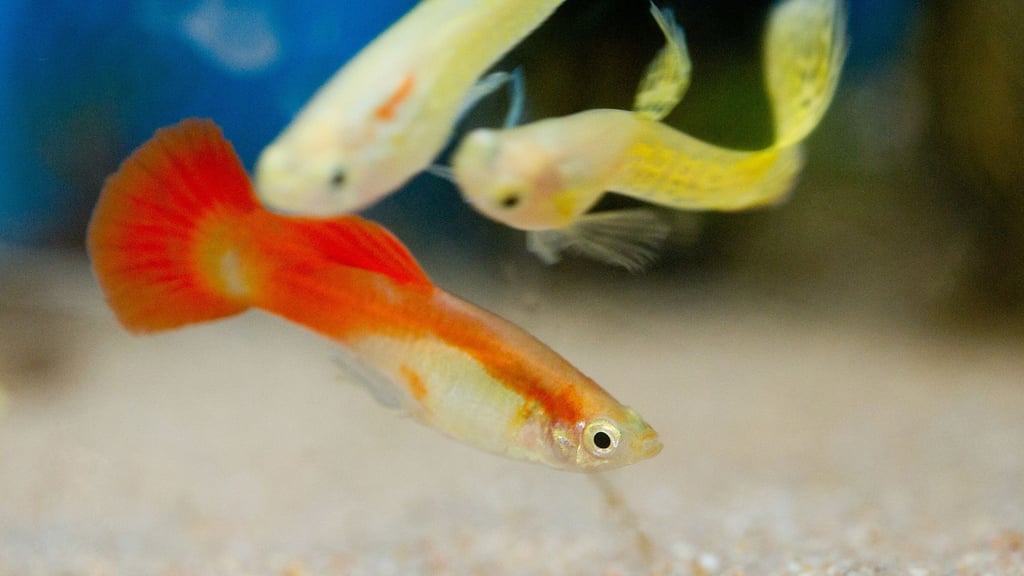 Fische mit Teich und Aquarienwasser im Eimer umsetzen