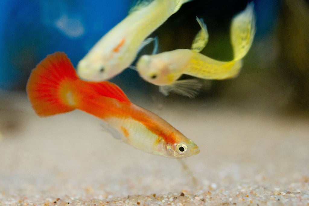 Auch bestimmte Guppy-Arten dürfen im Sommer raus in den Teich - sie sollten aber rechtzeitig zurück ins Aquarium, wenn das Teichwasser zu kalt wird.