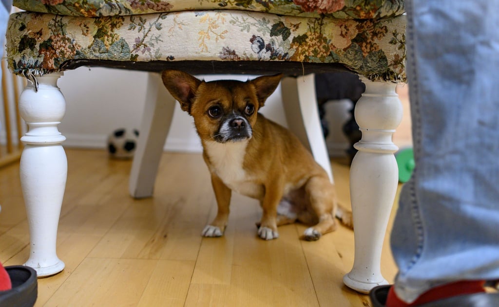 Ein Chihuahua-Pekinesen-Mix versteckt sich vor lauten Knall-Geräuschen unter einem Sessel.