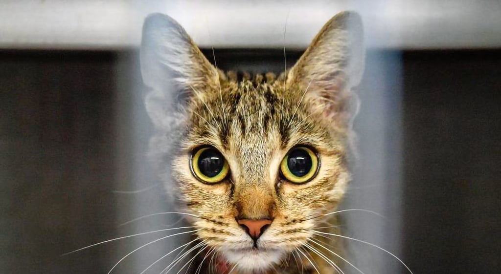 Über die Feiertage sind einige Katzen in den Tierauffangstationen im Harzkreis gelandet.