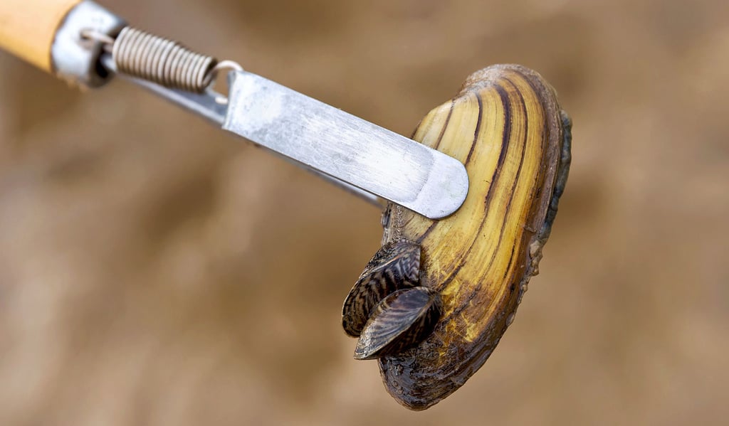 So sieht es aus, wenn sich eine invasive Dreikantmuschel an eine heimische Malermuschel geheftet hat. Die invasive Dreikantmuschel nimmt anderen heimischen Muschelarten den Lebensraum.