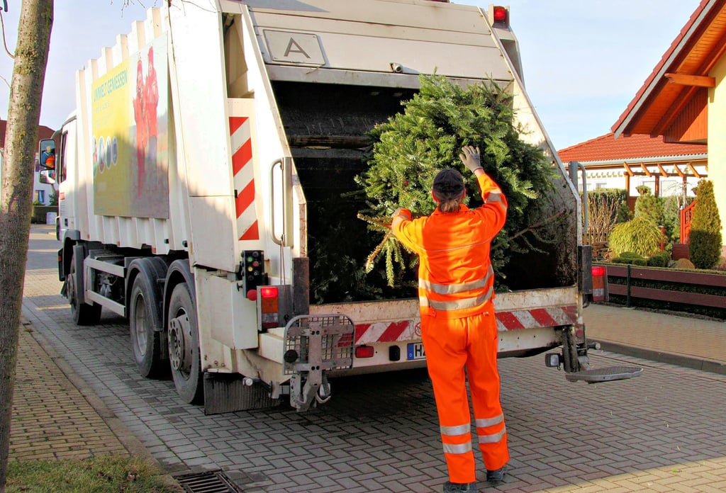 Mitarbeiter des Entsorgungsunternehmens Kommunalservice Landkreis Börde werden in den kommenden Wochen wieder die Weihnachtsbäume in der Einheitsgemeinde Oebisfelde-Weferlingen einsammeln.