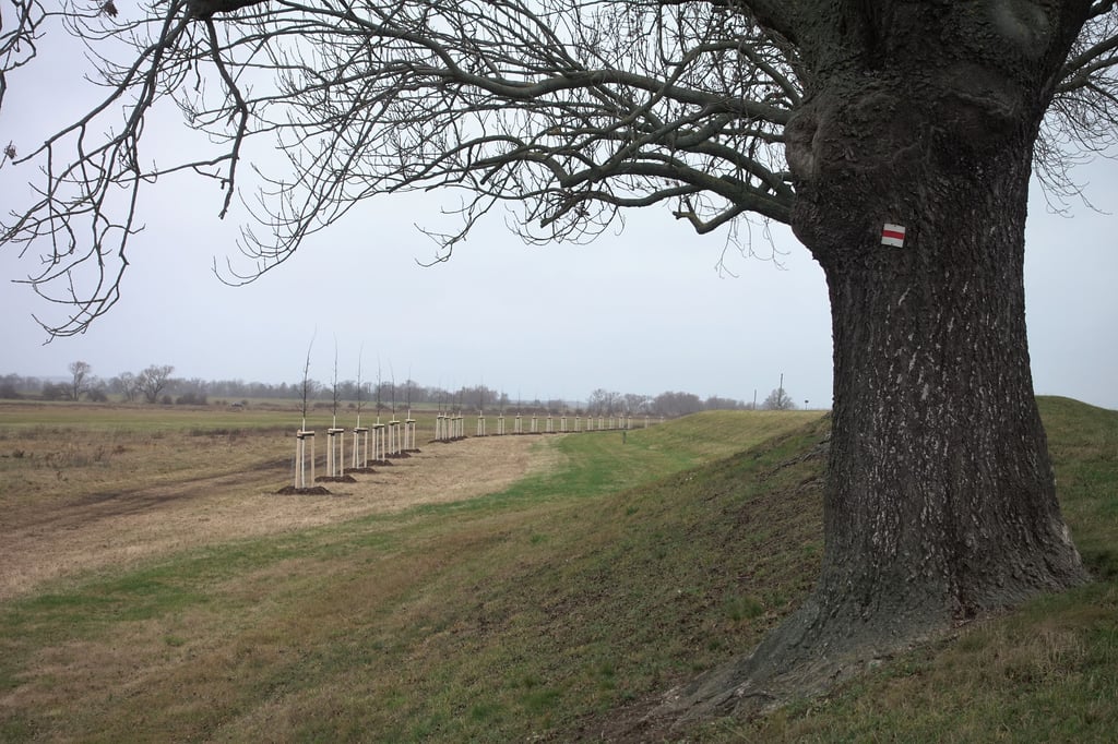 In langer Reihe stehen die Jungeichen am Deich im Ehle-Umflutkanal bei Magdeburg.