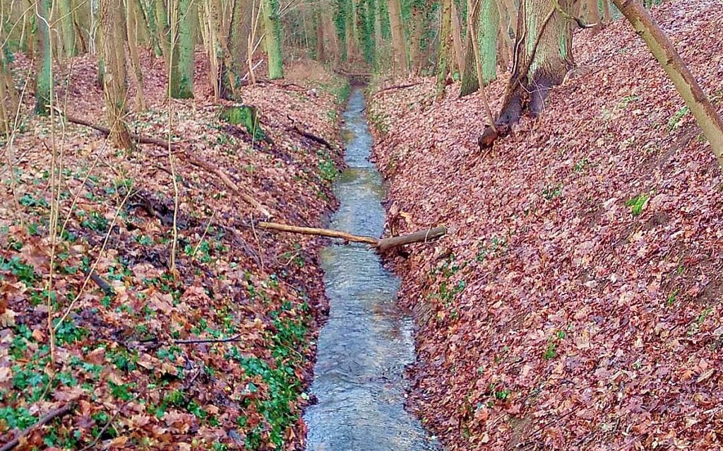 Der Kanalgraben führt von Feldern durch den Arendseer Stadtwald in den Arendsee. 