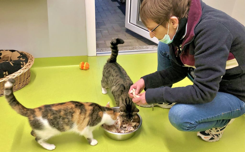 Noch immer suchen an die 70 Katzen im Zeitzer Tierheim ein Zuhause. Zu einer Zeit, in der es dort sonst entspannt zuging, ehe im Frühjahr die Kittensaison begann. Jetzt ist das ganze Jahr Saison, so die traurige Bilanz der letzten beiden Jahre. Angela Kiel ist eine Helferin, die sich um die Katzen kümmert.