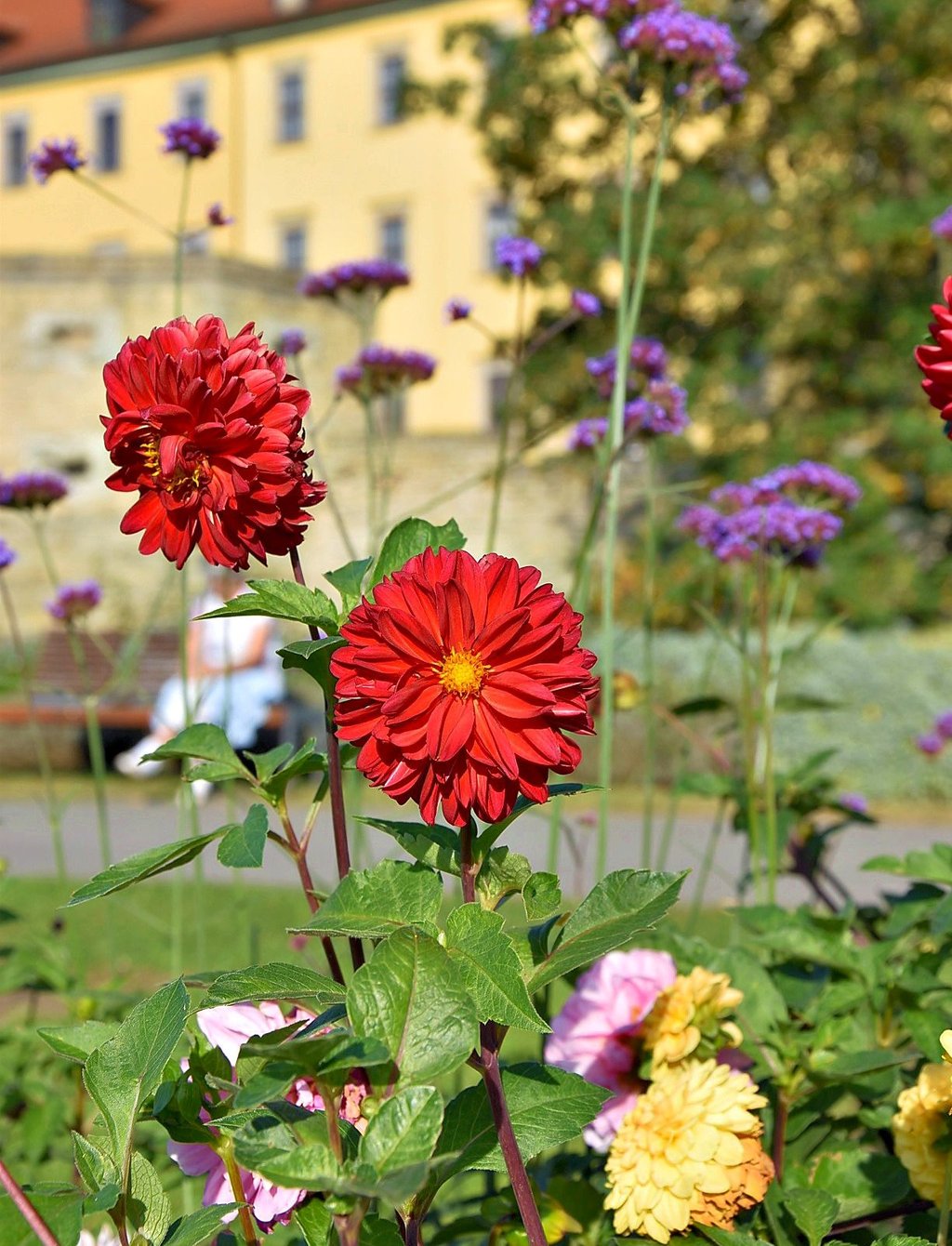 Im Schlosspark sollen 180 Dahlien aus Bad Köstritz blühen.
