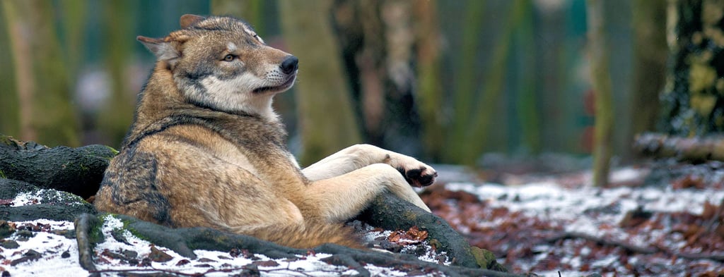 Wolfsschwerpunkt liegt im Landkreis Börde um Haldensleben und in der Colbitz-Letzlinger Heide. Der Bauernverband Börde meldet mehr Nutztierrisse.
